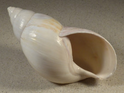 4,5-4,7 - Achatina sp. cf. fulica IN