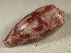 Conus geographus PH 10,4cm *Unikat*