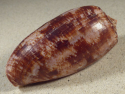 Conus geographus PH 10,4cm *Unikat*