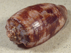 Conus geographus PH 10,4cm *Unikat*