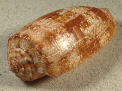 Conus geographus PH 10,0cm *Unikat*