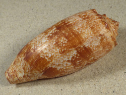 Conus geographus PH 10,0cm *Unikat*