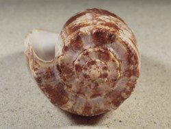 Conus geographus PH 10,7cm *Unikat*