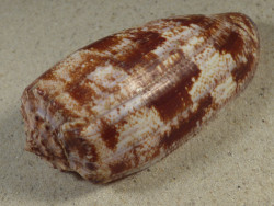 Conus geographus PH 10,7cm *Unikat*