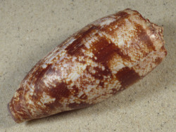 Conus geographus PH 10,7cm *Unikat*