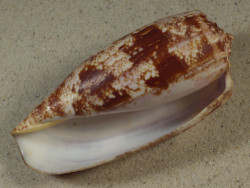 Conus geographus PH 10,7cm *Unikat*