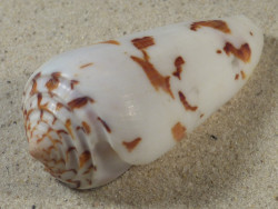 Conus gubernator MZ 7,3cm *Unikat*