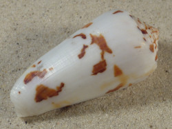 Conus gubernator MZ 7,3cm *Unikat*