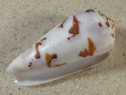 Conus gubernator MZ 7,3cm *Unikat*
