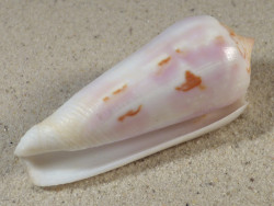 Conus gubernator MZ 7,6cm *Unikat*