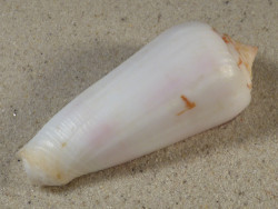 Conus gubernator MZ 7,6cm *Unikat*