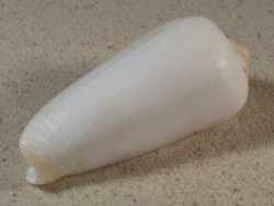 Conus gubernator MZ 7,6cm *Unikat*