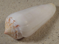 Conus gubernator MZ 7,6cm *Unikat*