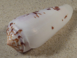 Conus gubernator MZ 8,1cm *Unikat*