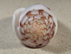 Conus gubernator MZ 8,1cm *Unikat*