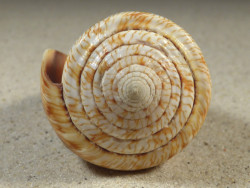 Conus miles PH 7,8cm *Unikat*