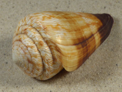 Conus miles PH 7,7cm *Unikat*
