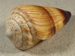 Conus miles PH 8,5cm *unique*