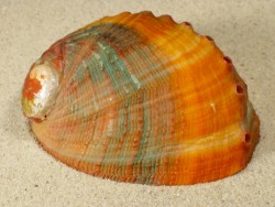 Haliotis assimilis 2-farbig MX 8+cm