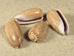 Oliva mustelina 3+cm