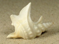 Aporrhais pespelecani DK weiß 3+cm aus der Nordsee