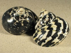 3,0-3,4 - Cittarium pica poliert