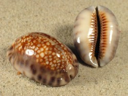 Cypraea depressa PH 2,8+cm