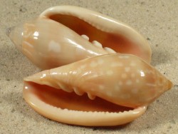 Marginella desjardini SN 4,5+cm