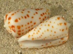 Conus blanfordianus 1,7+cm
