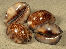 Cypraea maculifera PH 3+cm