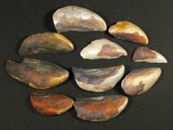 Fossilised Blue Mussel pieces 1,5-6,5cm (25g)