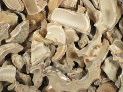 Trochus shell pieces 2-6cm (50g)