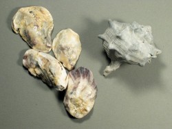 Pazifische Auster 1/2 3,5-5cm (x4)
