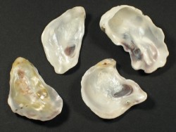 Pacific oyster 1/2 3,5-5cm (x4)