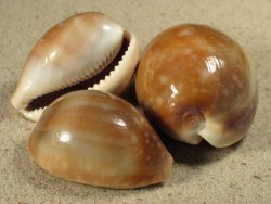 Cypraea vitellus juvenile 3+cm