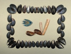 Blue mussel 2-3cm (x20)