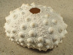 Heterocentrotus mamillatus PH 6+cm