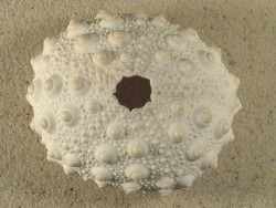 Heterocentrotus mamillatus PH 6+cm