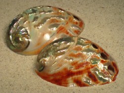 Abalone-Art Haliotis rufescens poliert 07,5+cm