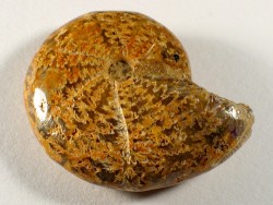 Ammonit Kreide MG 5,3cm
