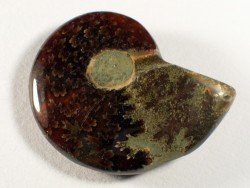 Ammonit Kreide MG 4,7cm