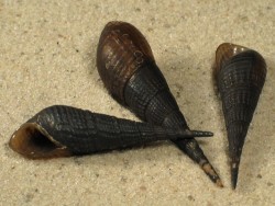 Melanoides cf. plicaria 2,5+cm