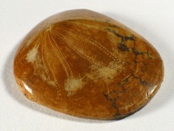 Dendraster gibbsii polished Pliocene US 3,6+cm