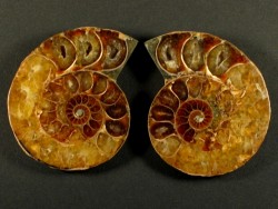 Ammonite cut polished paired Cretaceous MG 3,5+cm (x2)