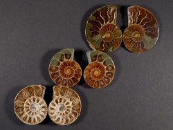 Ammoniten-Schnitt poliert paarig Kreide MG 3,5+cm (x2)