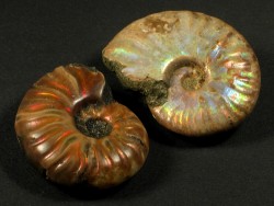 Versteinerung Irisierender Ammonit Jura MG 3,5-4,5cm