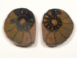 Hematite Ammonite Pair Jurassic MA
