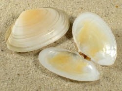 Peronaea planata FR-Mittelmeer 3,8+cm