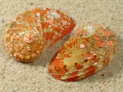 Abalone-Art Haliotis clathrata PH 2,5+cm