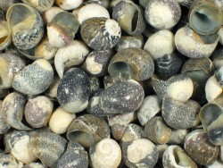 Oualan Shells (25g) ~ special price